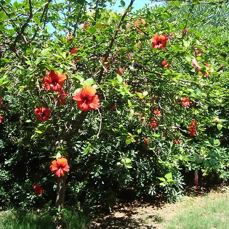 Ferienhaus -Exclusive Private Villa- Villasimius